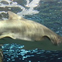 Marineland - Aquarium - 036